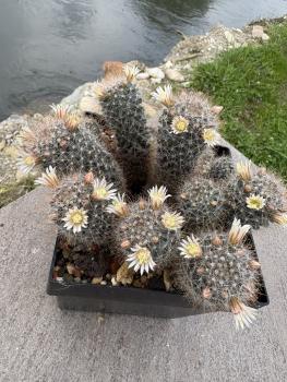 Preview: Mammillaria pubicspina